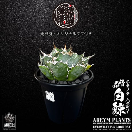 チタノタブルー　ボールタイプ ボールタイプ | STORES