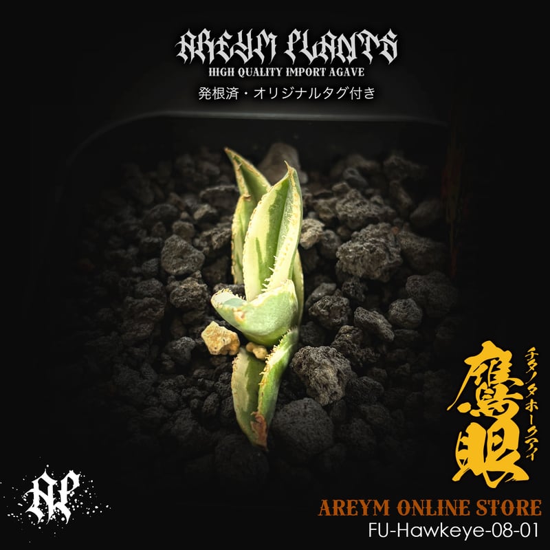 アガベ　チタノタ　鷹眼 アガベ チタノタ 鷹の目 鷹眼【発根管理中】TC株 Agave titanota