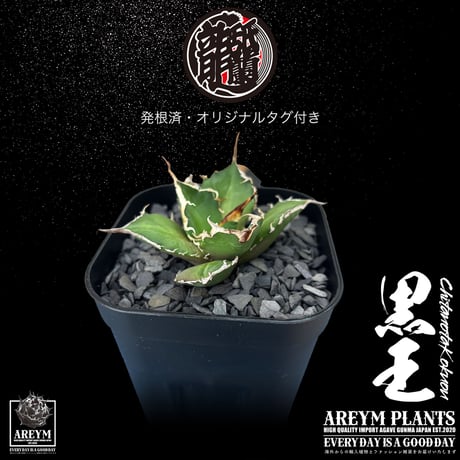 発根済 送料無料 潮龍家 安生産 アガベ チタノタ 黒王 agave titanota kokuo【Andy-OC-KOKUO-06-07】