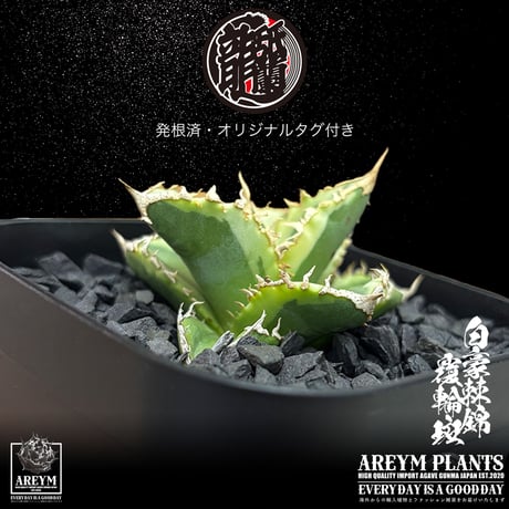 発根済 送料無料 アガベ チタノタ 白毫刺錦 白豪刺錦  覆輪斑 agave titanota byakugousi【ARM-OC-BYAKU-06-01】