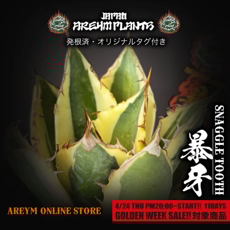 スナグルトゥース | STORES
