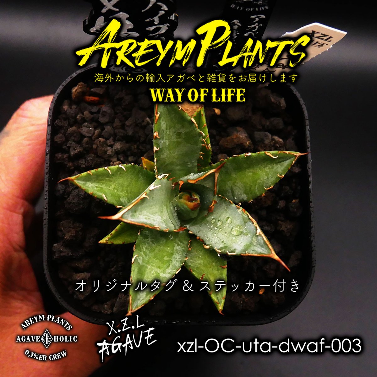 ハイブリット株!アガベ 妖炎x姫厳龍 Agave utahensisVer ハイブリット株!アガベ 妖炎x姫厳龍 Agave utahensisVer