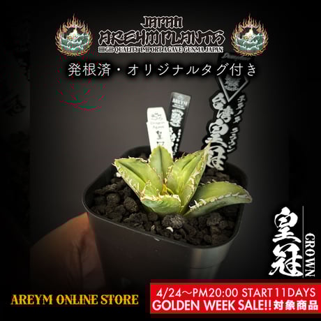 アガベ皇冠 | STORES アガベ皇冠 | STORES