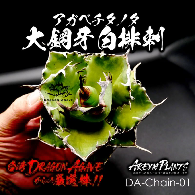 オリジナルタグ付き! アガベ チタノタ Agave Titanota 大鋼牙 白 オリジナルタグ付き! アガベ チタノタ Agave Titanota 大鋼牙 白