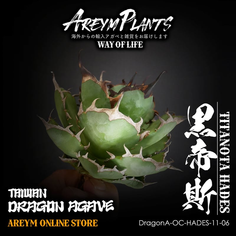 11/12販売開始ドラゴンアガベ産 アガベ・チタノタ・ハデス黒帝斯 agave 