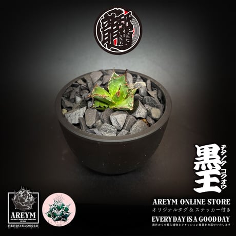 発根済 送料無料 潮龍家 安生産 アガベ チタノタ 黒王 agave titanota kokuo【Andy-OC-KOKUO-002-01】