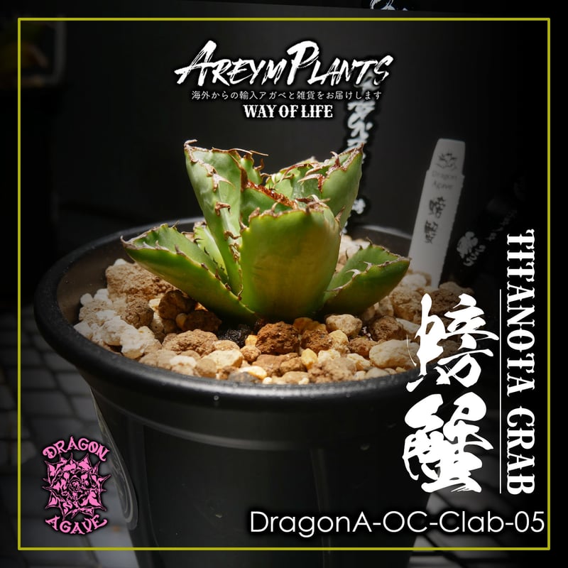 アガベ チタノタ 螃蟹 OC 多肉植物アガベ チタノタ カニ（蟹）極上株