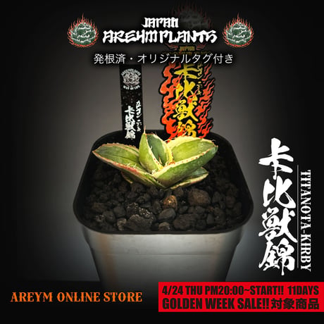 完璧主義 肉厚 姫巌竜 チタノタ アガベ 良型 