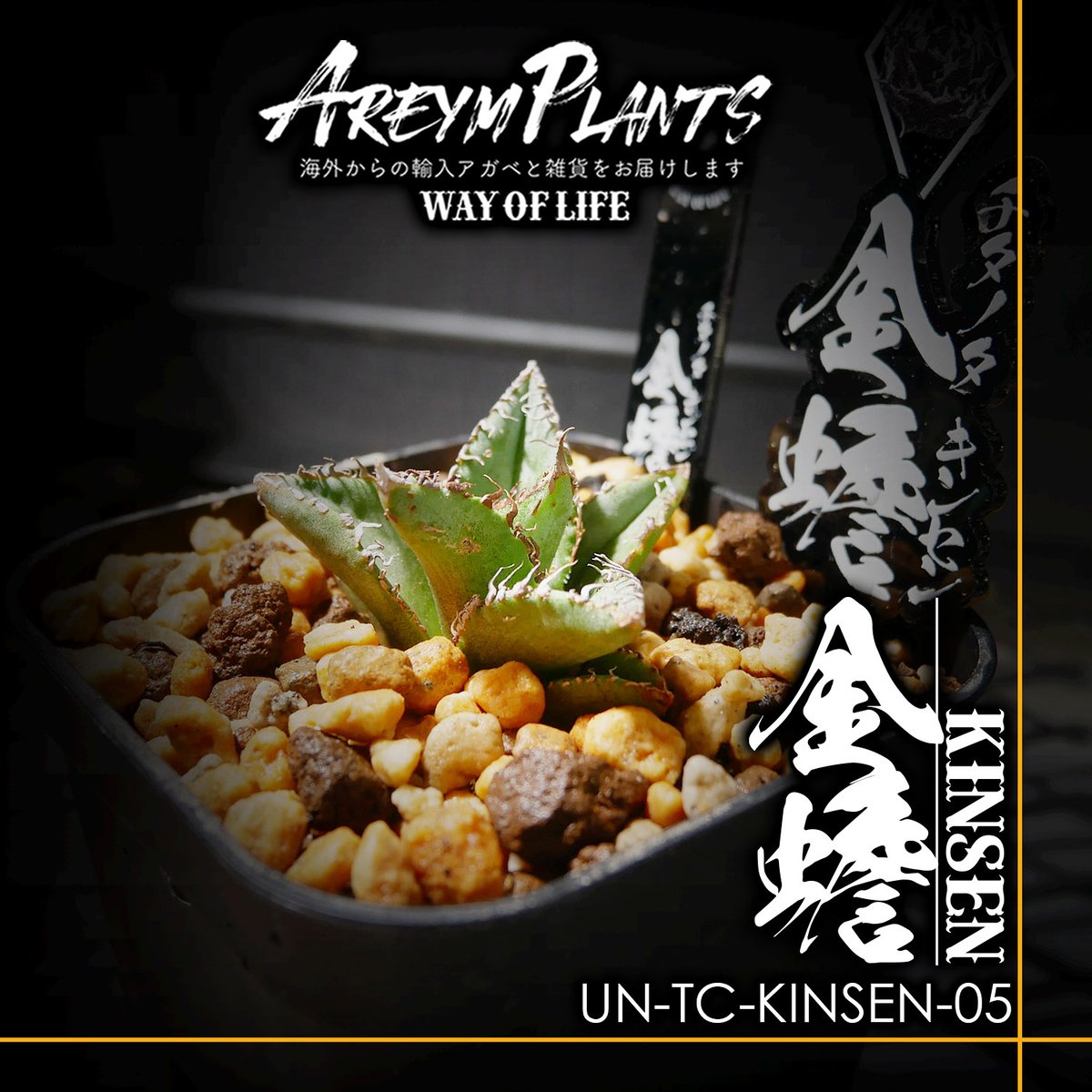 錦フェア【匿名配送】激レア発根済みアガベチタノタ豆豆龍錦【TC】