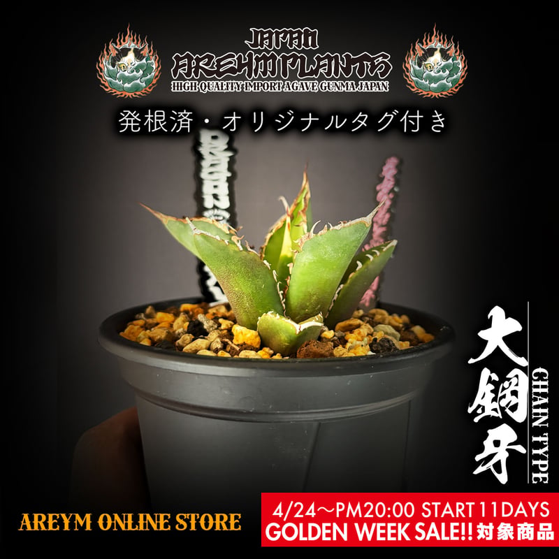 アガベ チタノタドワーフ親株