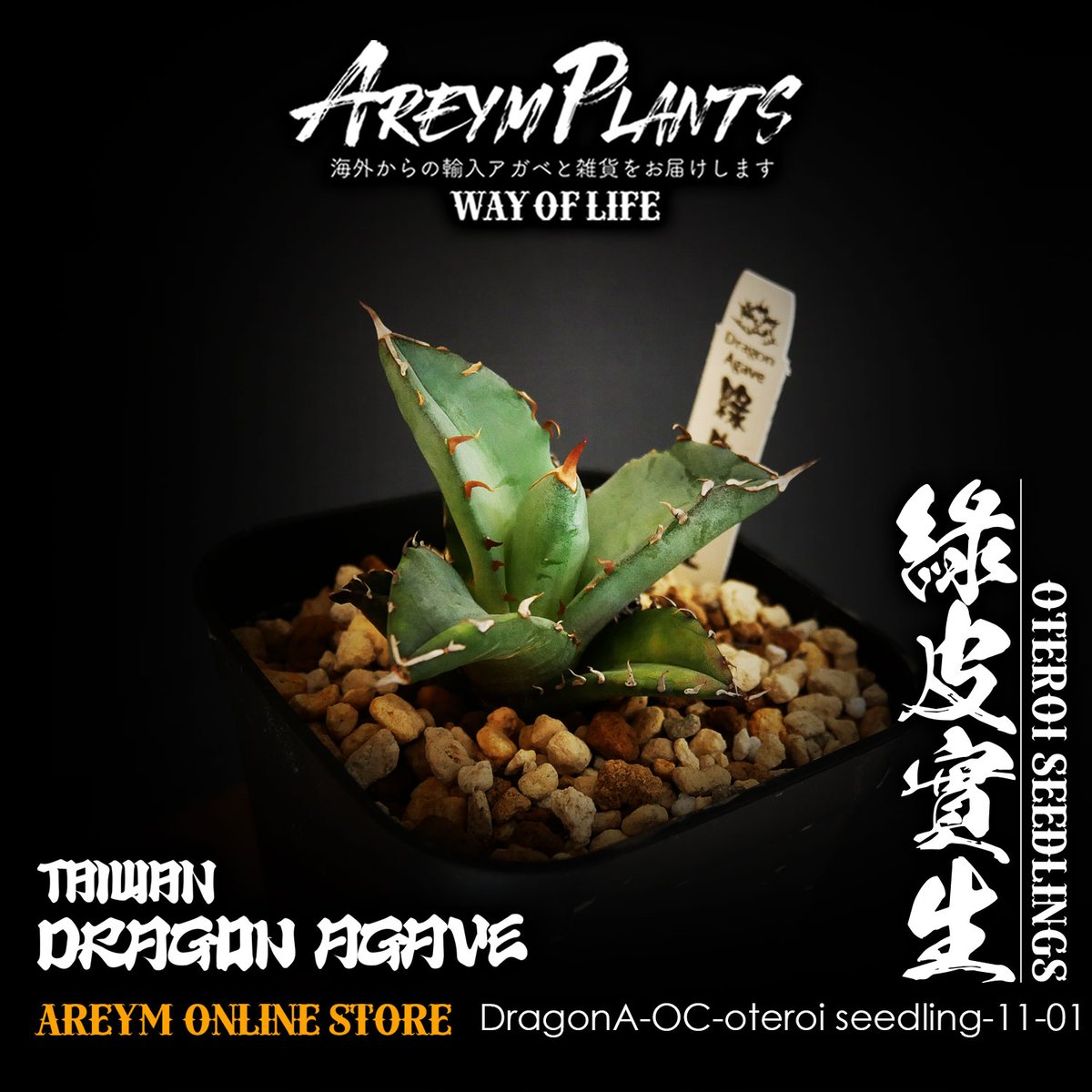 アガベ ドラゴンクロー　2頭　オテロイ アガベ ドラゴンクロー 2頭 オテロイ アガベ チタノタ ドラゴンクロー