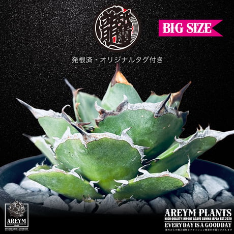発根済 送料無料 Agave titanota Pixiu アガべ チタノタ 貔貅 ARM-Pixiu-06-01
