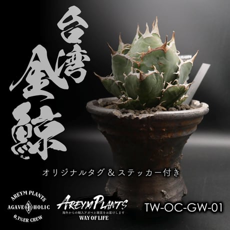 アガベAgave 金鯨チタノタ