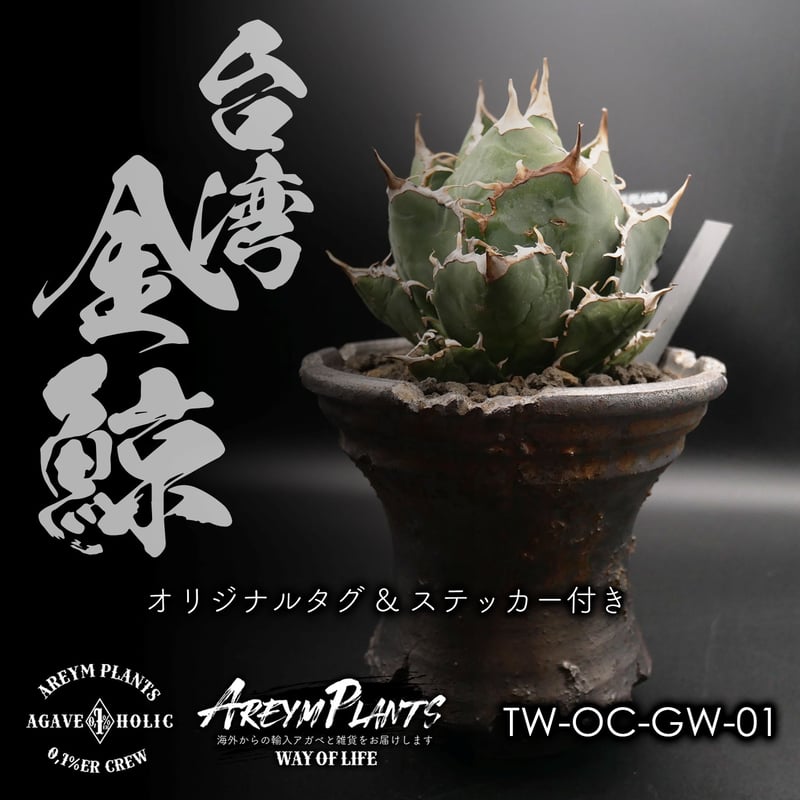 発根済!アガベ・チタノタ・金鯨|agave titanota Gold Whalen 発根済!アガベ・チタノタ・金鯨|agave titanota Gold Whalen