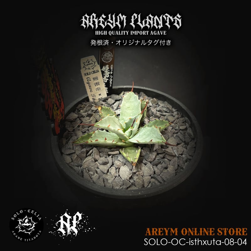 【goodtaniku】ハイブリッド　血雷×チタノタ 発根済 SOLO産ハイブリッド アガベ チタノタ 姫雷帝x妖炎 Agave