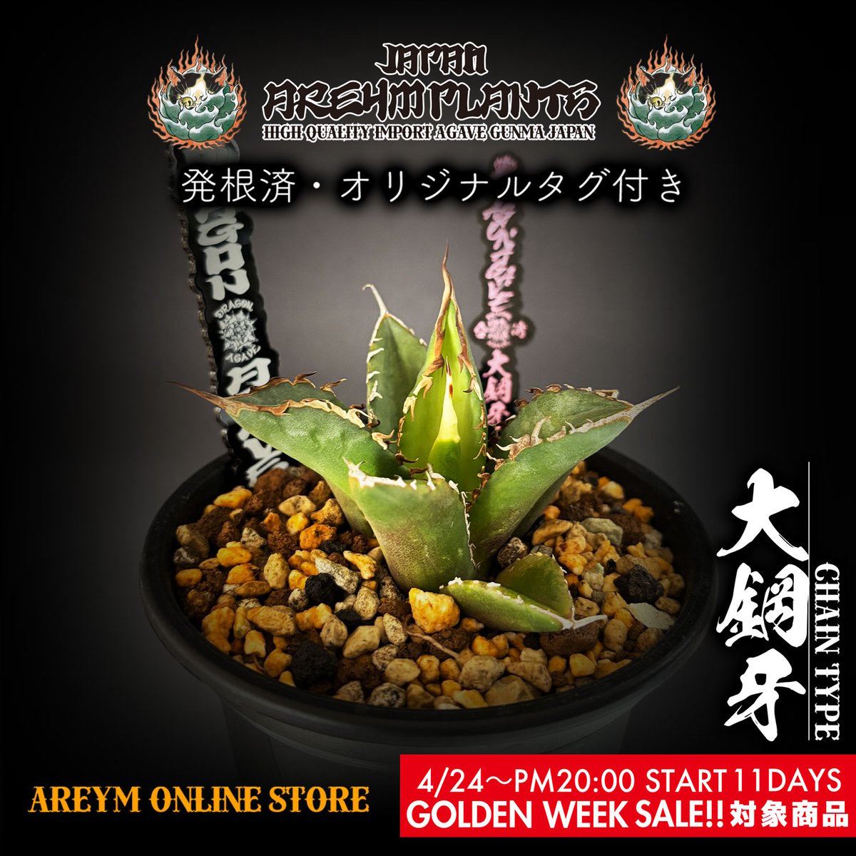 アガベ 黒排刺 台湾株 チタノタ 大鋼牙 黒排棘 Agave Titanota 【公式