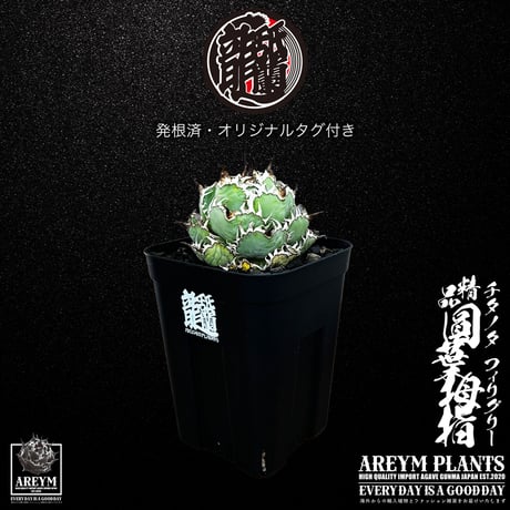 アレイムプランツ