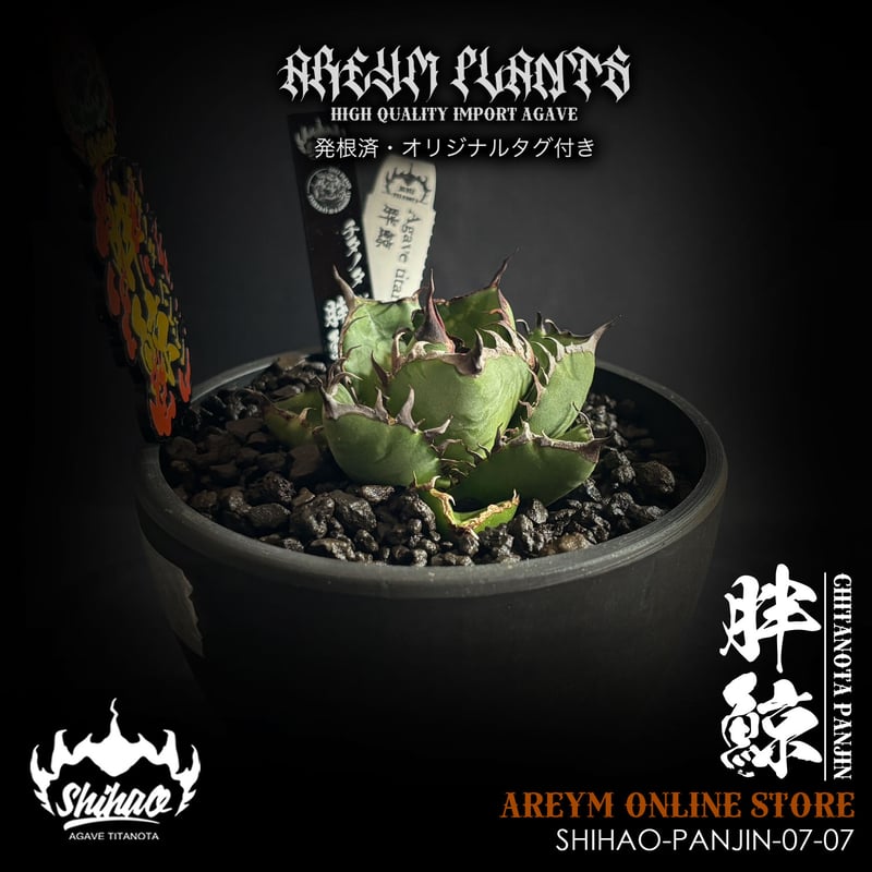 発根済 台湾Shi-hao産 アガベ チタノタ パンジン 胖鯨 agave
