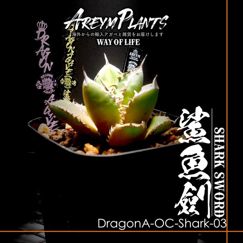 鯊魚劍　シャークソード　Shark Sword アガベ　ドラゴンアガベ 鯊魚劍 シャークソード Shark Sword アガベ ドラゴンアガベ