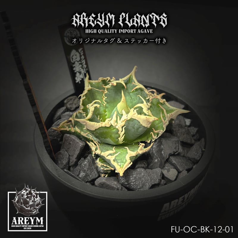 アガベ チタノタ 白毫刺 agave titanota byakugoushi【FU-OC-B