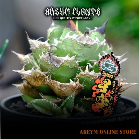 アガベチタノタ | STORES