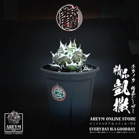 CATEGORY アガベ 中株 | アレイムプランツ