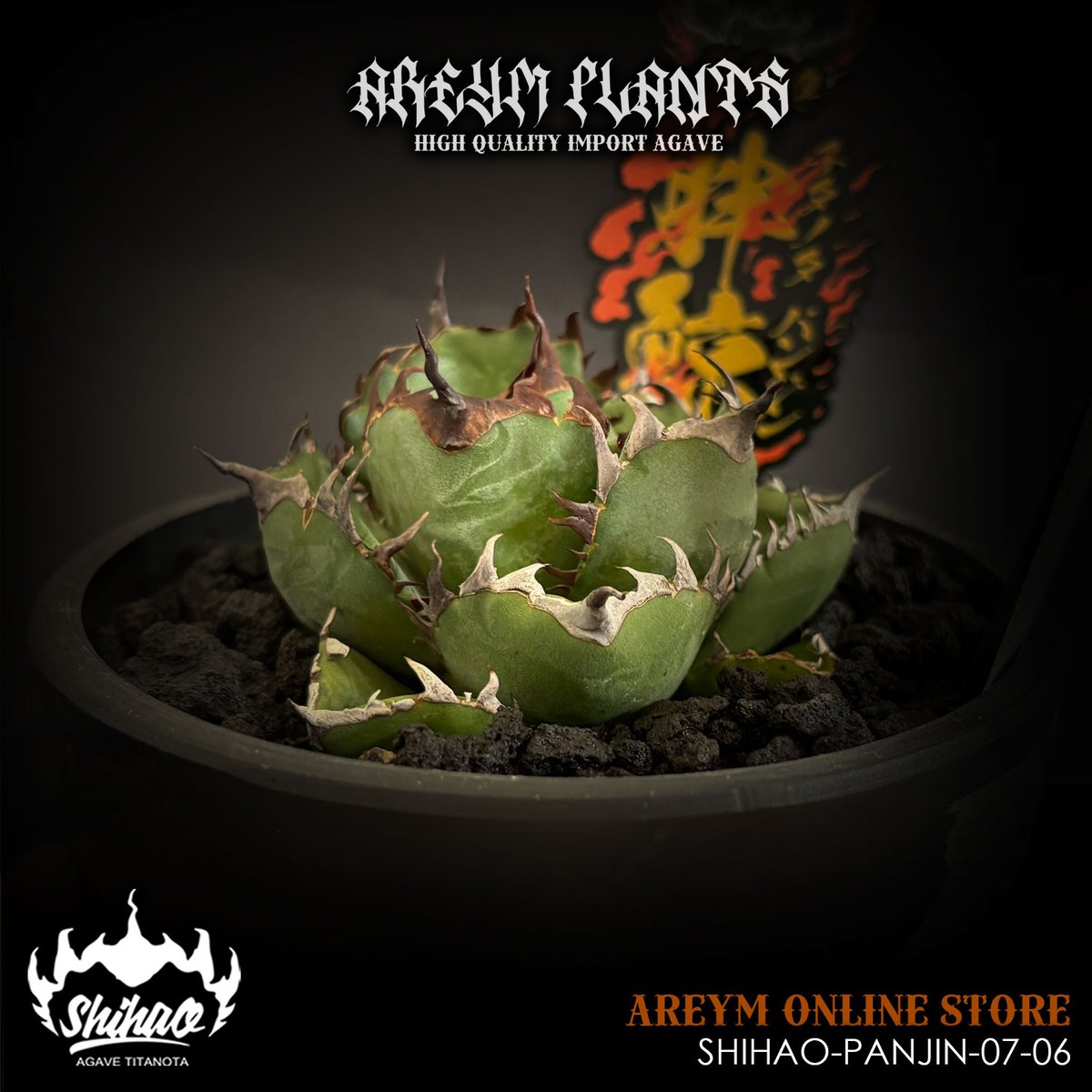 発根済 台湾Shi-hao産 アガベ チタノタ パンジン 胖鯨 agave
