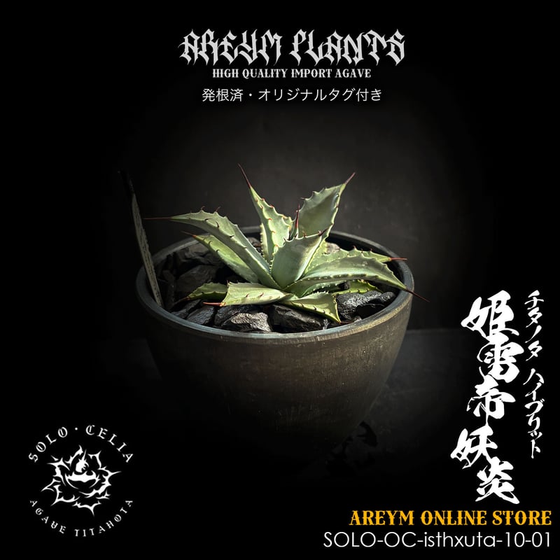 発根済 送料無料でお届け SOLO産ハイブリッド アガベ チタノタ 姫雷帝x