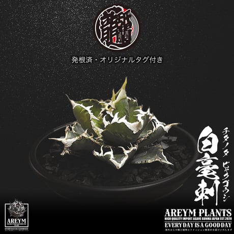 発根済 送料無料 アガベ チタノタ 白毫刺 白豪刺 agave titanota byakugousi【ARM-OC-BYAKU-06-04】
