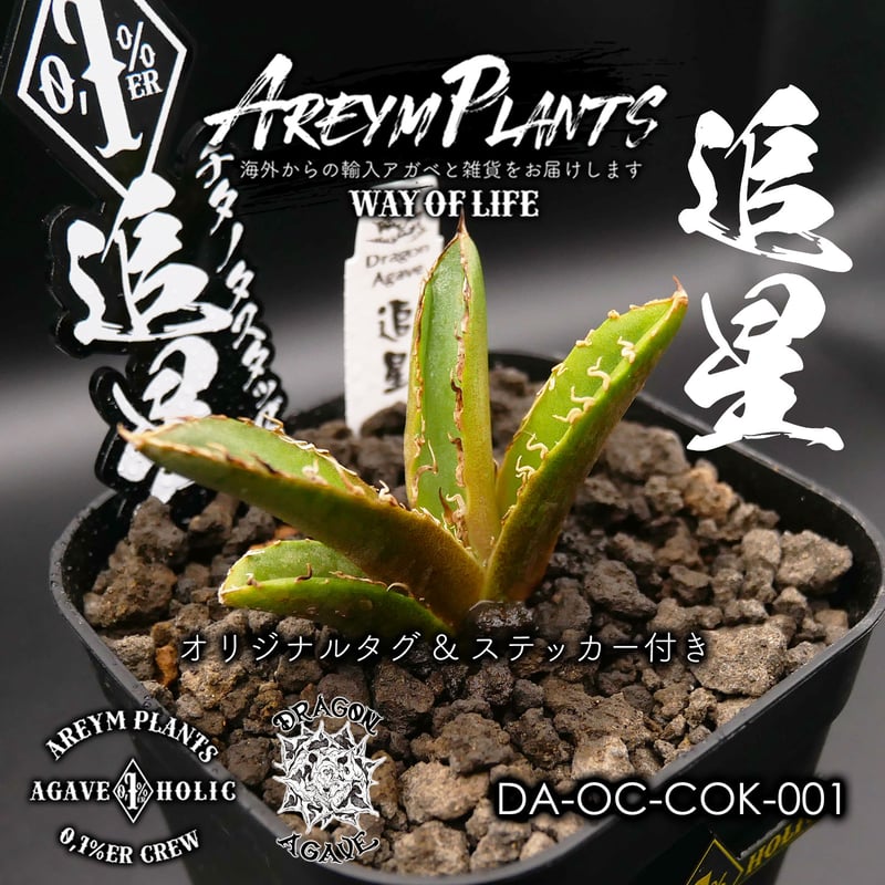 アガベ　COK cg01 発根済み アガベ cok-CG01 発根済み アガベ COK cg01 発根済み Yahoo