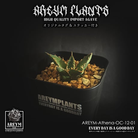 CATEGORY アガベ 小株 | アレイムプランツ