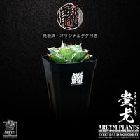 税込・送料無料でお届け致します 雲南省産 アガベ チタノタ 蚩尤 agave titanota siyu AREYM-TC-SIYU-04-01
