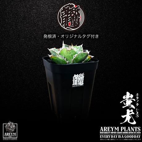 アレイムプランツ