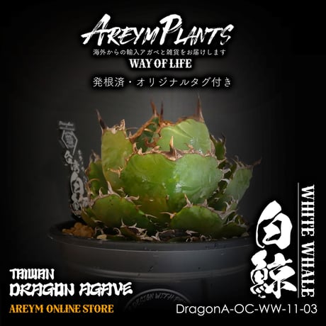 アガベチタノタ白鯨 | STORES 