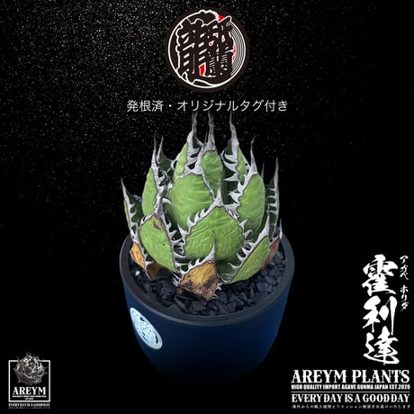 発根済 送料無料 アガベ ホリダ 霍利達 Agave horrida ARM-HORIDA-06-02