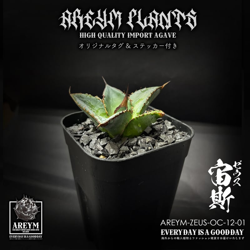税込送料無料 アガベ チタノタ ゼウス 宙斯 Agave Titanota Zeus【AREY