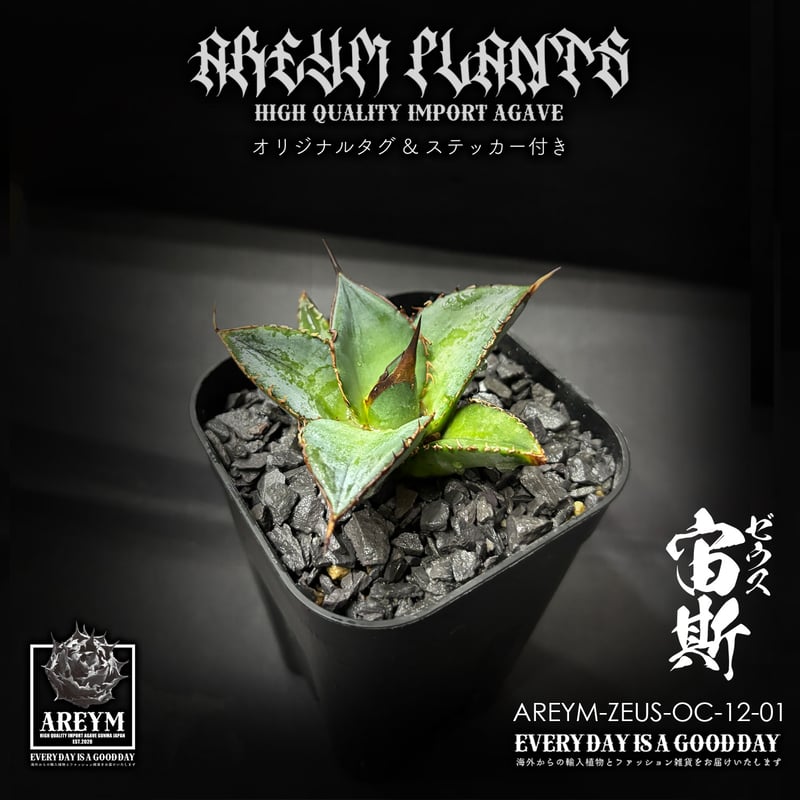 税込送料無料 アガベ チタノタ ゼウス 宙斯 Agave Titanota Zeus【AREY