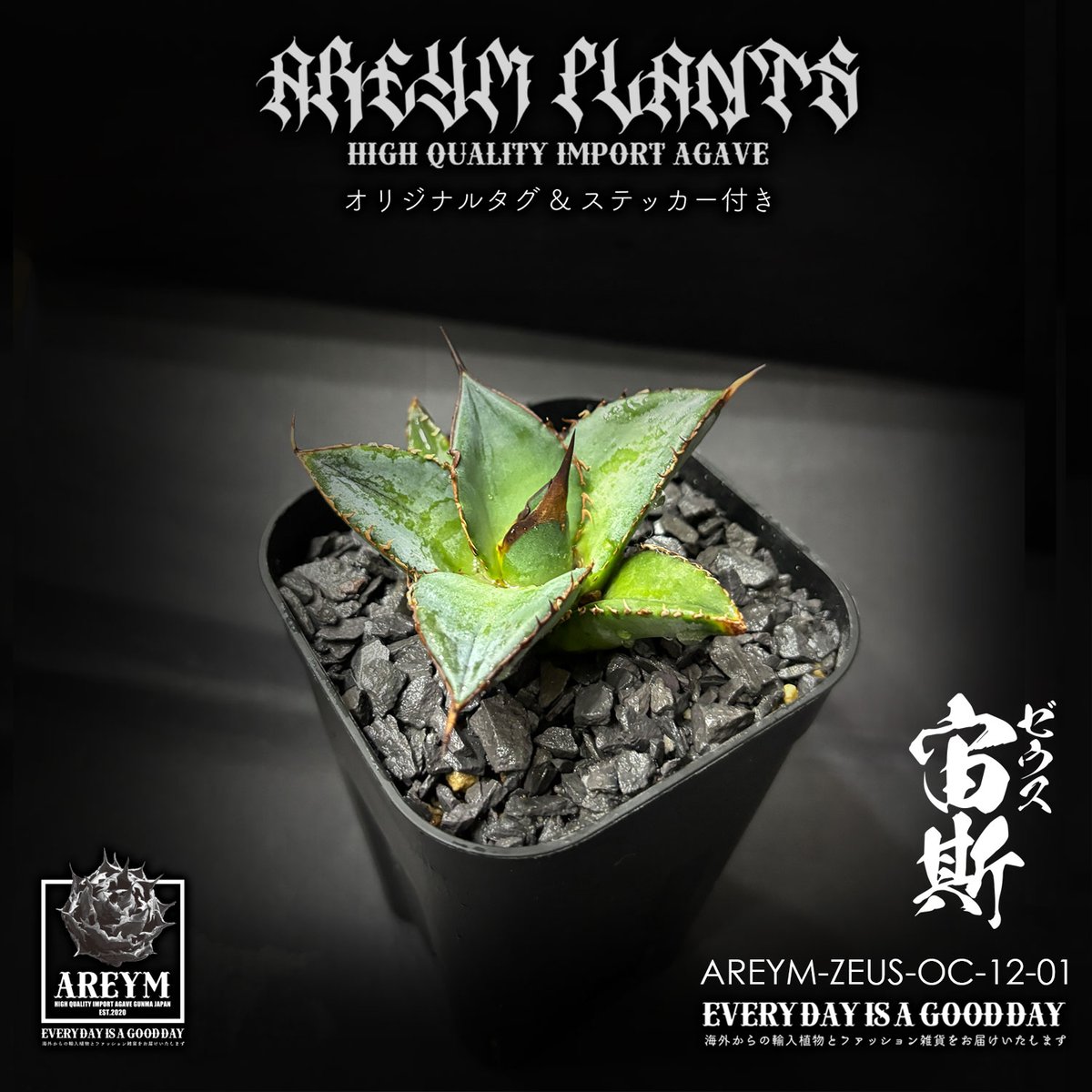 アガベチタノタ　宙斯　ゼウス　DragonAgave アクリルスタンド付き アガベチタノタ 宙斯 ゼウス DragonAgave アクリルスタンド付き 【公式