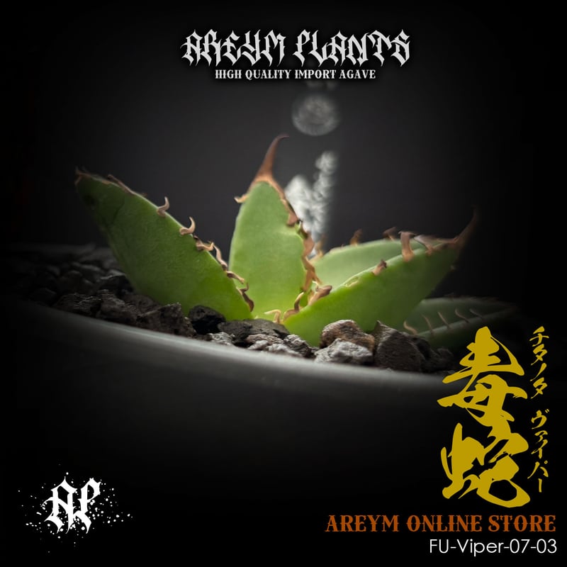 発根済 福建省産 アガベ チタノタ 毒蛇 Agave Titanota Viper
