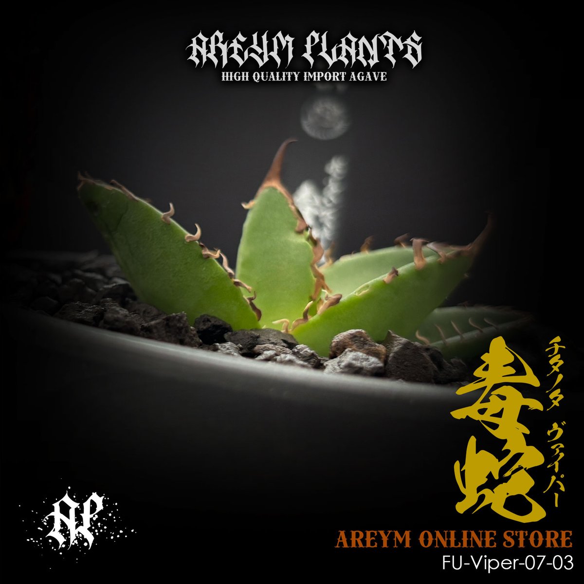 発根済 福建省産 アガベ チタノタ 毒蛇 Agave Titanota Viper