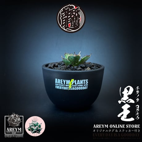 アレイムプランツ