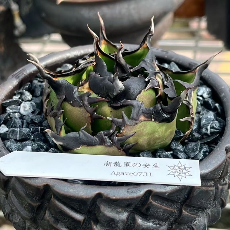 発根済 送料無料 潮龍家 安生産 アガベ チタノタ 黒王 agave titanota
