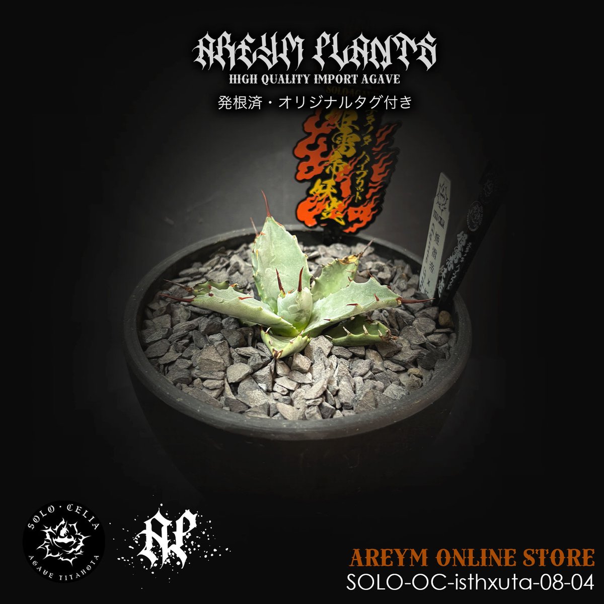 【goodtaniku】ハイブリッド　血雷×チタノタ goodtaniku】ハイブリッド 血雷×チタノタ