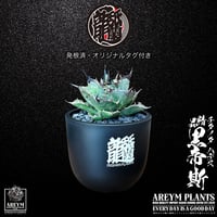 発根済 送料無料 でお届け致します アガベ チタノタ 精品ハデス  精品黒帝斯 精品恐竜牙歯 Agave titanota Hades ARM-05-02