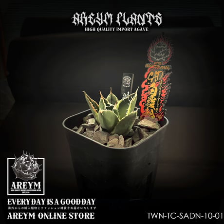 アガベ　オテロイ　コンパクト　compact ジェレミー産　子株 2025年最新】ジェレミー アガベの人気アイテム - メルカリ