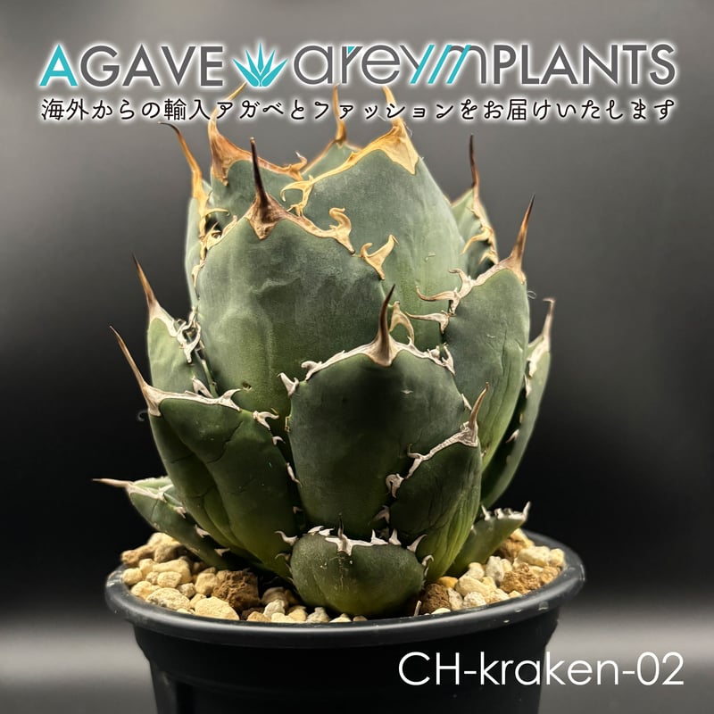 セール！　アガベ オテロイ 金剛狼 ウルヴァリン 大株 アガベ オテロイ 金剛狼 ウルヴァリン 大株