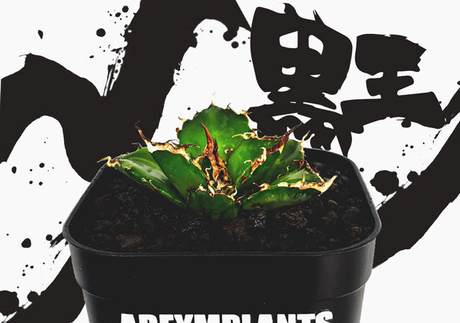 アレイムプランツ