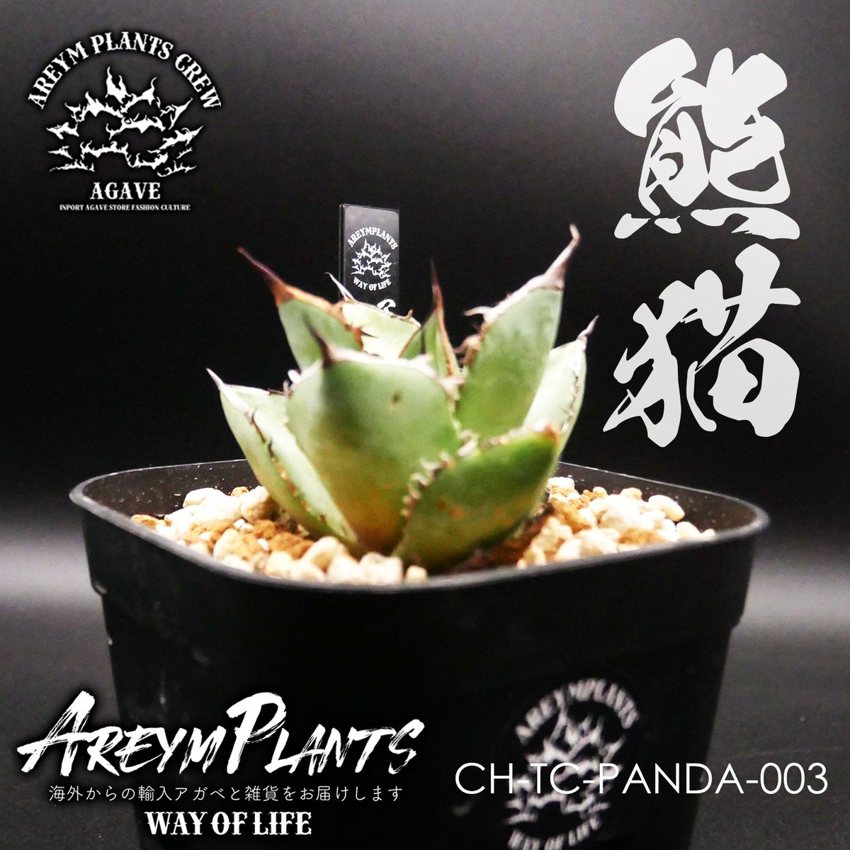 アガベチタノタクレイジー Agave titanota 'Crazy' アガベ チタノタ