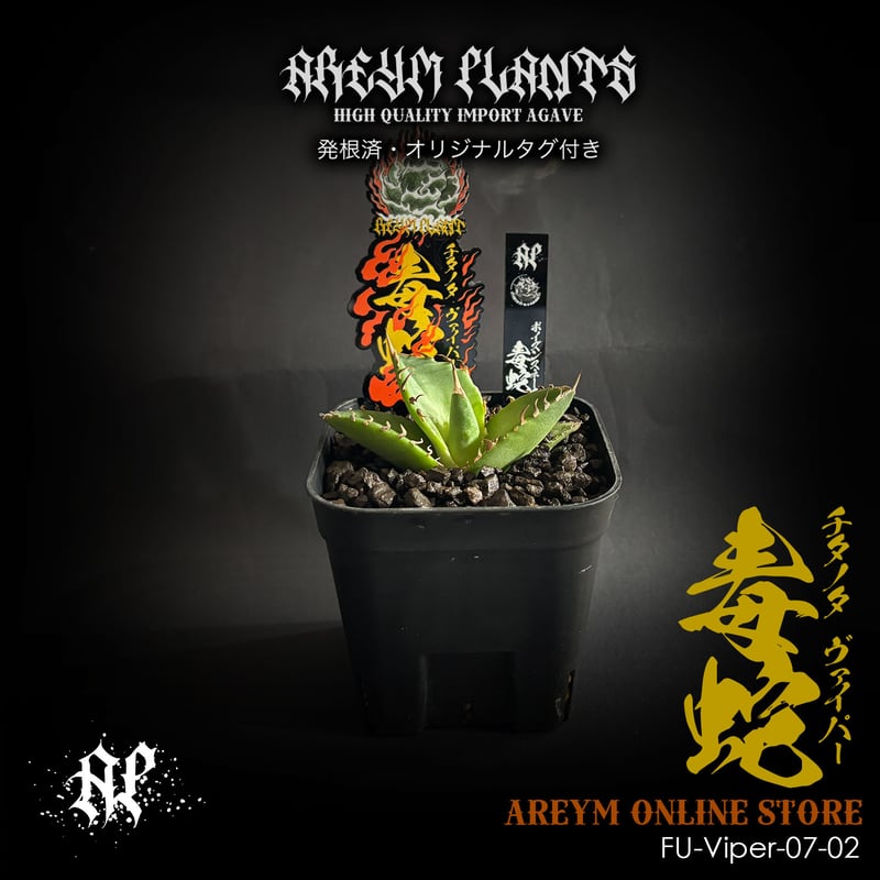 発根済 福建省産 アガベ チタノタ 毒蛇 Agave Titanota Viper