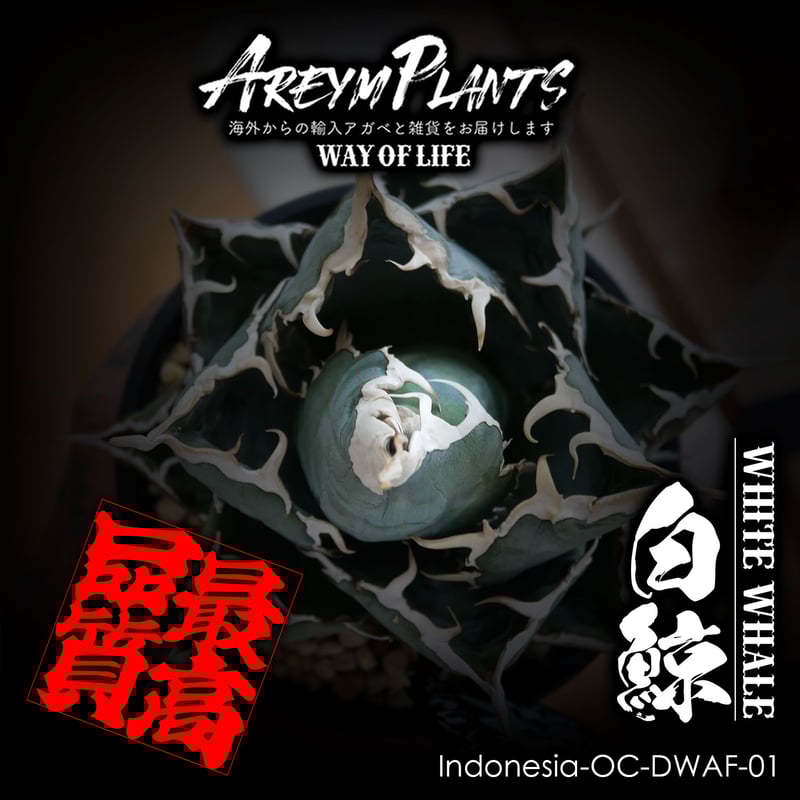 発根済 インドネシア産 アガベ チタノタ白鯨 Agave Titanota 発根済 インドネシア産 アガベ チタノタ白鯨 Agave Titanota